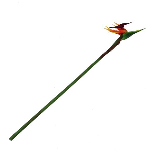 Floristik24 Květ rajky Strelitzia 62cm