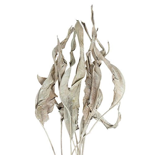 Floristik24 Dekorativní listy Strelitzia listy bílé prané 120cm 10 ks