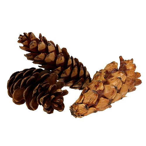 položky Strobus kužely 10-15cm malované 100 kusů