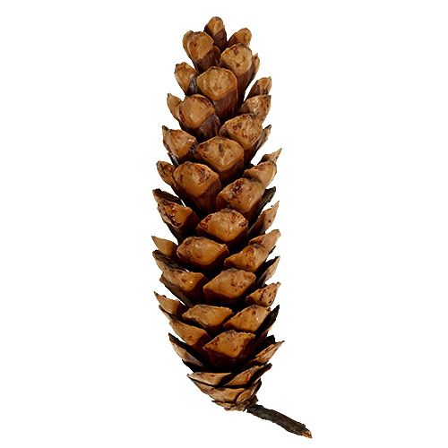 položky Strobus kužely 20 - 25cm malované 50 kusů