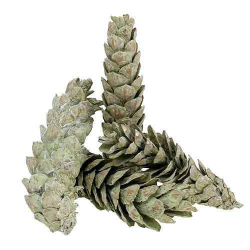 položky Strobusové šišky jako přírodní dekorace 15cm - 20cm zelené 50ks