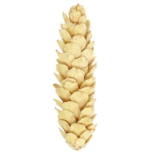 položky Strobus bělený 15cm-20cm 50 ks