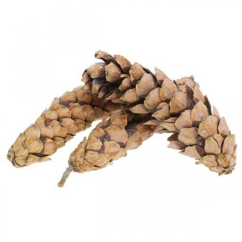 položky Šišky Bílá borovice Strobus Natural Smíšené 2,5kg