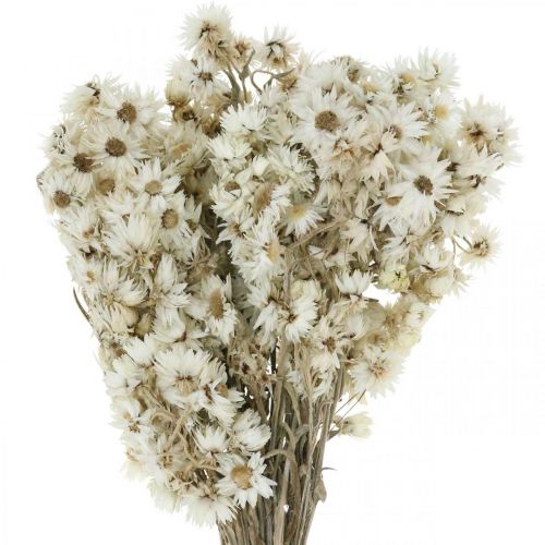 Floristik24 Slámové květiny Sušené květiny Kytice bílá malá 15g