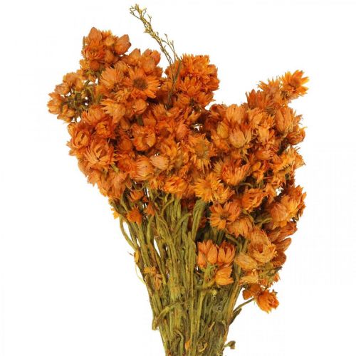 Floristik24 Slámové květy sušené květy oranžové malé 15g