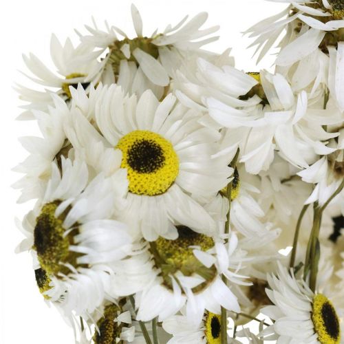 Floristik24 Acroclinium White, suché rostliny, slaměné květiny, suché květinářství L20–40cm 25g