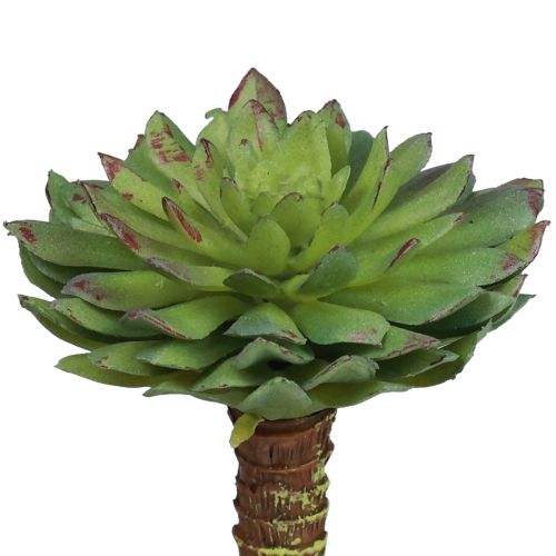 Floristik24 Sukulentní Echeveria umělá zelená rostlina zelená Ø6cm 10,5cm