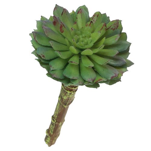 Floristik24 Sukulentní Echeveria umělá zelená rostlina zelená Ø6cm 10,5cm