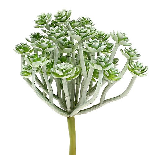 Sukulentní Echeveria 17cm šedá 3 ks