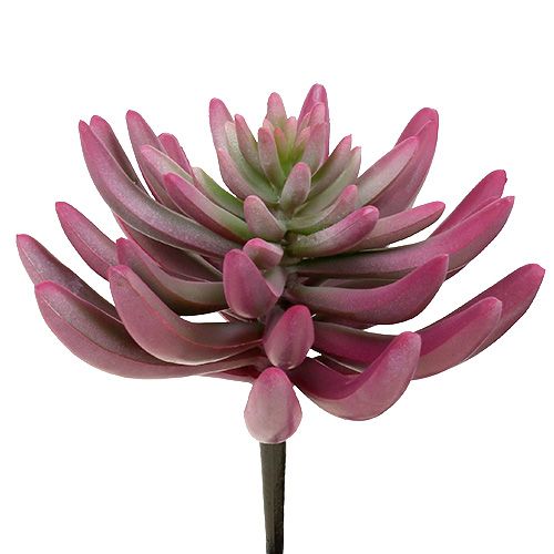 Sukulentní rostlina 15 cm fialová