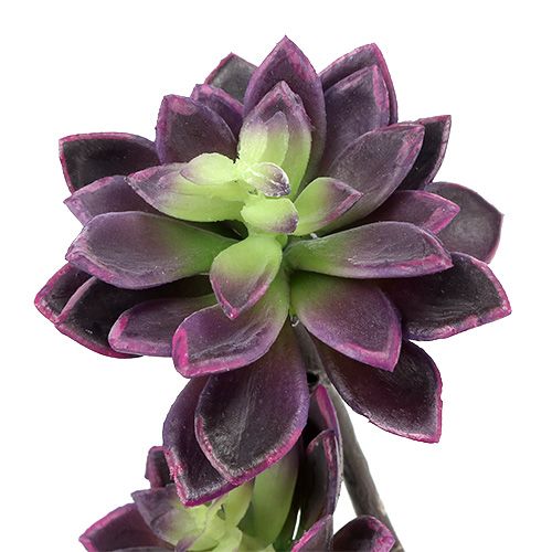 Floristik24 Sukulentní rostlina tmavě fialovo-šedá Ø7cm, Ø10cm H30cm