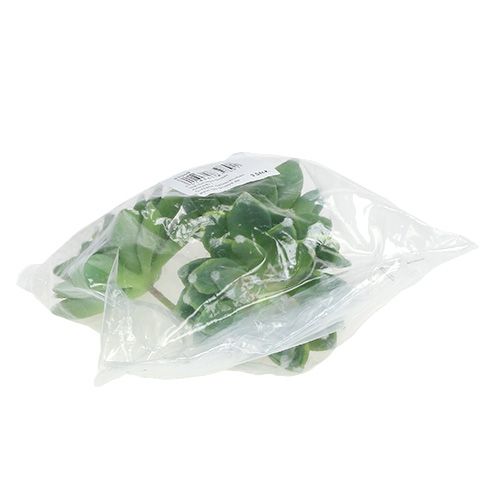 položky Sukulentní kámen růže zelený Ø10cm H11cm 3 ks