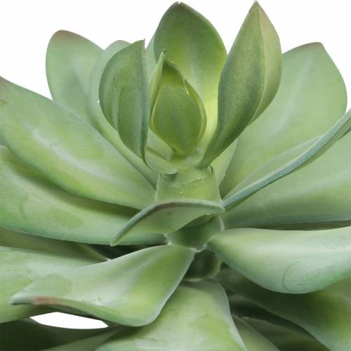 Floristik24 Dekorativní sukulentní rostlina umělá zelená Ø30cm V27cm