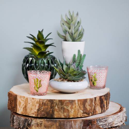 Floristik24 Sukulentní v květináči 17 cm Zelená