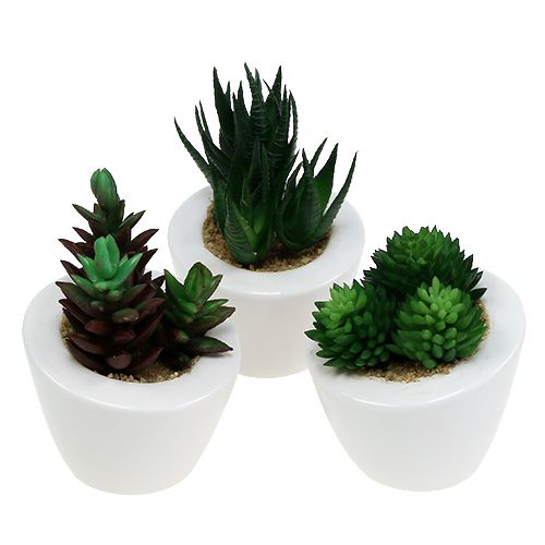 Sukulentní směs v květináči 9cm - 11cm 3ks