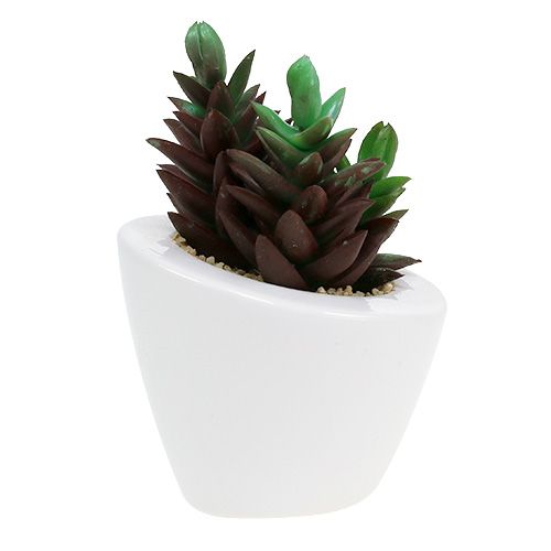 Floristik24 Sukulentní směs v květináči 9cm - 11cm 3ks