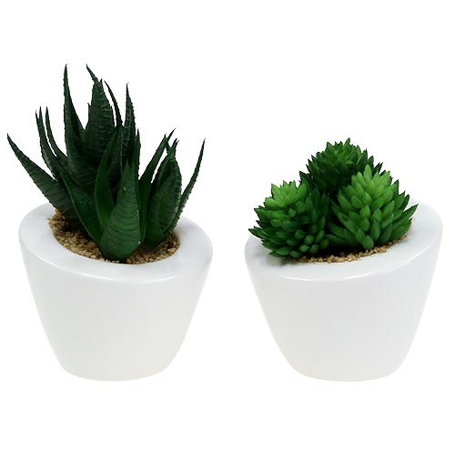 Floristik24 Sukulentní směs v květináči 9cm - 11cm 3ks