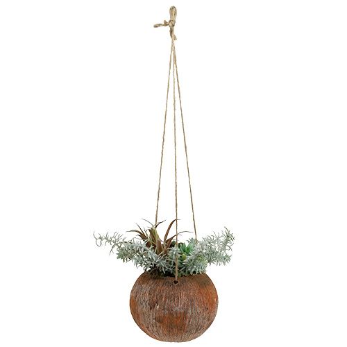 Floristik24 Sukulentní zelená v květináči k zavěšení 24 cm