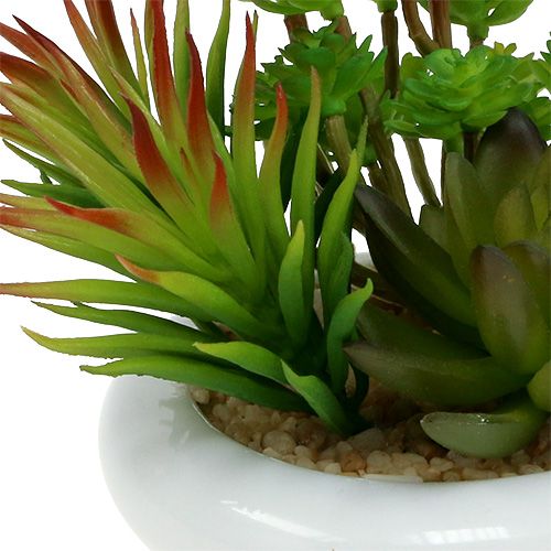 Floristik24 Sukulenty v květináči Ø12cm V11cm 1ks