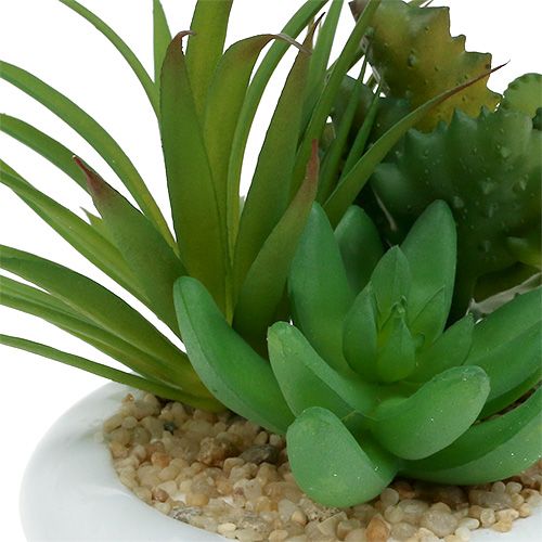 Floristik24 Sukulenty v keramickém květináči Ø12 cm