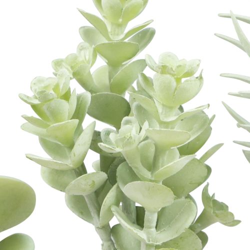 Floristik24 Sukulenty Umělá zelená rostlina Green Assorted 9-18,5cm 4ks