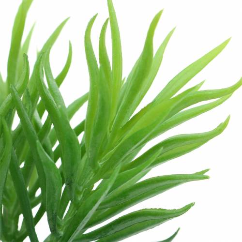 Floristik24 Sukulentní Senecio Starček zelený 20 cm