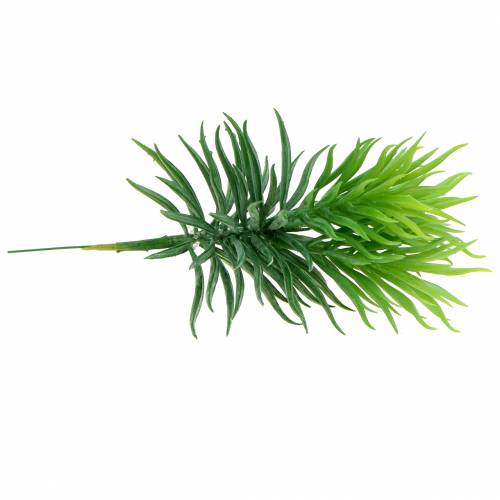 Floristik24 Sukulentní Senecio Starček zelený 20 cm