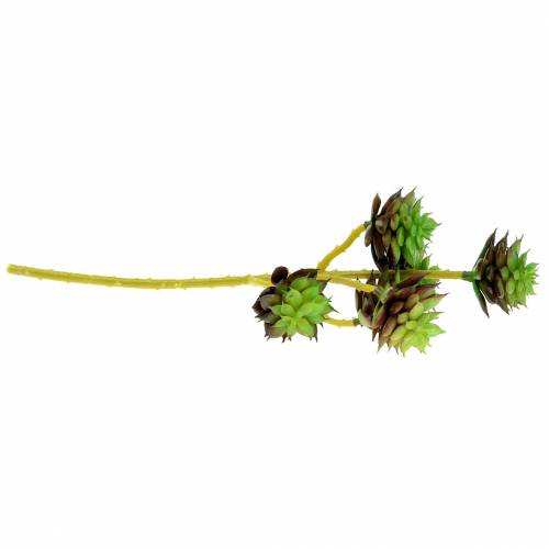 položky Sukulentní trs zelený/hnědý 35,5 cm