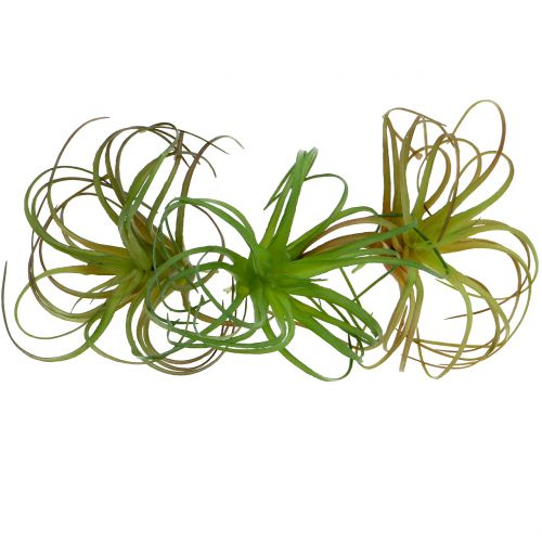 Floristik24 Tillandsia assort 8cm 3ks