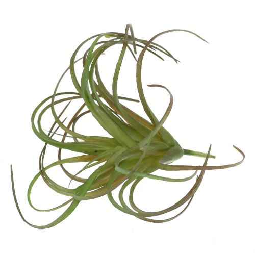 Floristik24 Tillandsia assort 8cm 3ks