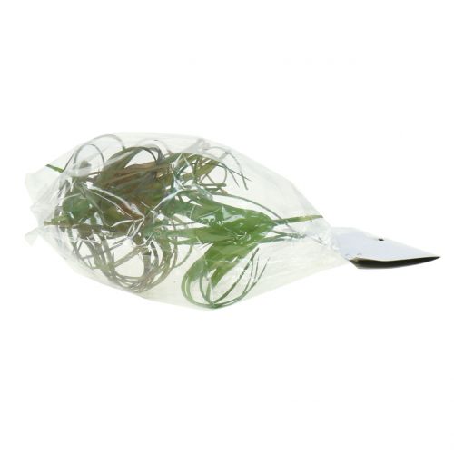 Floristik24 Tillandsia assort 8cm 3ks
