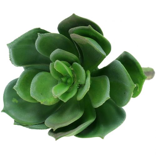 Floristik24 Sukulenty tříděné 11cm 3ks