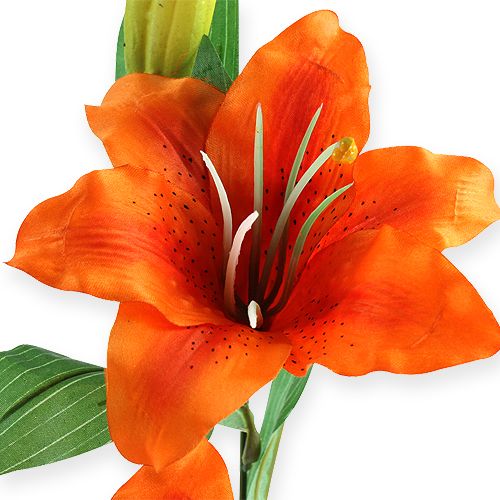 Floristik24 Tygří lilie oranžová 47cm