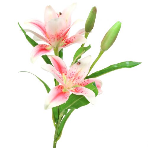 Floristik24 Tygří lilie růžová, bílá 60cm