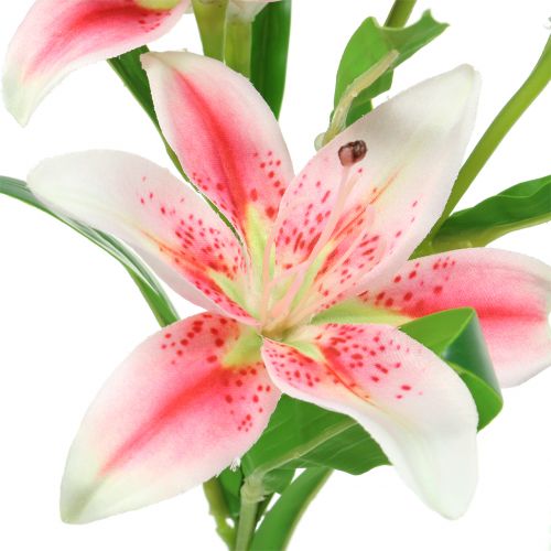 Floristik24 Tygří lilie růžová, bílá 60cm