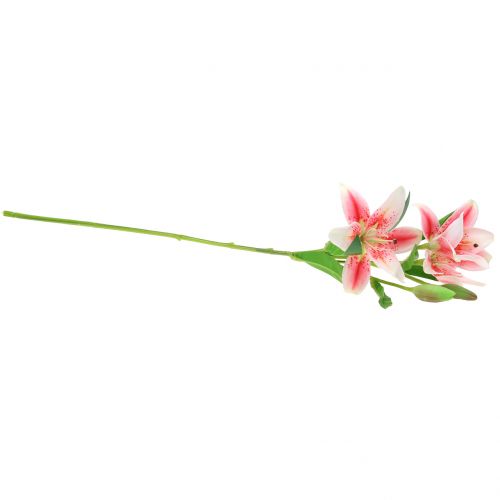 Floristik24 Tygří lilie růžová, bílá 60cm