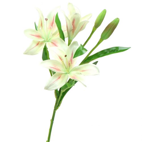Floristik24 Krém Tiger Lily 60 cm