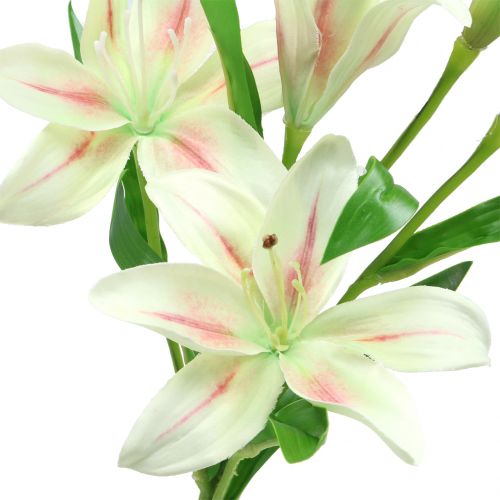 Floristik24 Krém Tiger Lily 60 cm