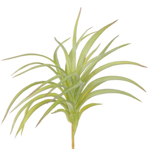 Floristik24 Tillandsia zelené umělé rostliny s tyčí Ø17cm 3 ks