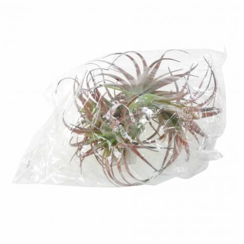 Floristik24 Tillandsia zeleno-červená vločkovaná 15cm 4ks