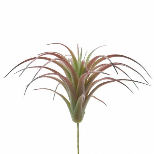 Floristik24 Tillandsia zeleno-červená vločkovaná 15cm 4ks