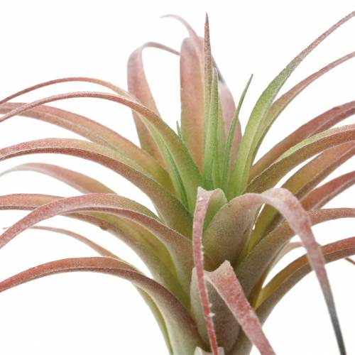 Floristik24 Tillandsia zeleno-červená vločkovaná 15cm 4ks