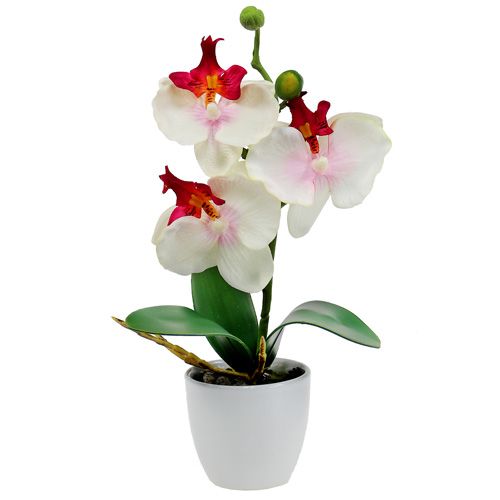 Floristik24 Stolní dekorace orchidej v krémovém květináči V29cm