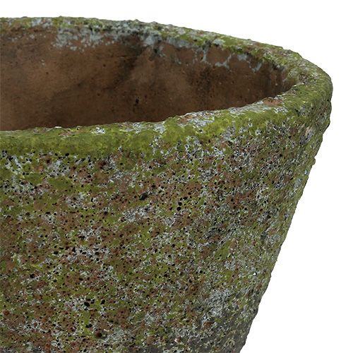 Floristik24 Květináč na výsadbu Ø12cm H11cm 2ks