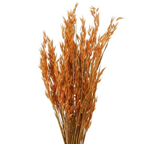 Floristik24 Dry Deco Oat Deco in Orange L64cm 70-75g 2ks