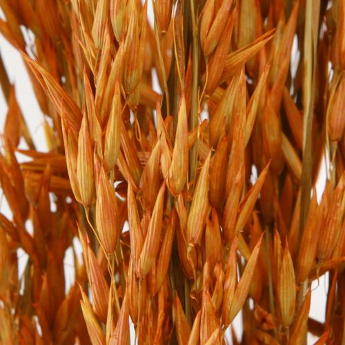 Floristik24 Dry Deco Oat Deco in Orange L64cm 70-75g 2ks