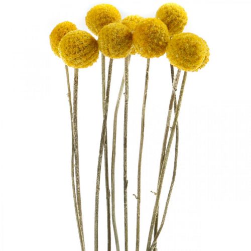 Floristik24 Craspedia Paličky ze sušených květin žluté 70cm 10ks