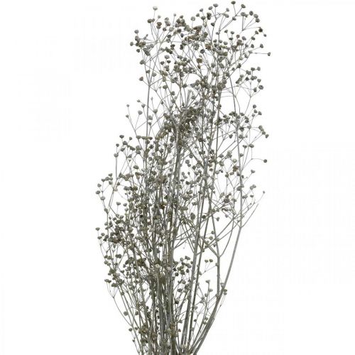 položky Sušená květina Massasa bělené dekorativní větve 50-55cm svazek 6 kusů