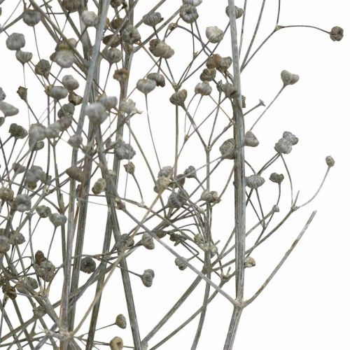 položky Sušená květina Massasa bělené dekorativní větve 50-55cm svazek 6 kusů