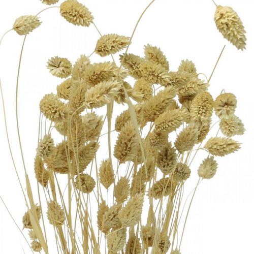 položky Sušená květina Phalaris, trs dekorativní trávy, suchá floristika, boho příroda, bělená L55cm 100g